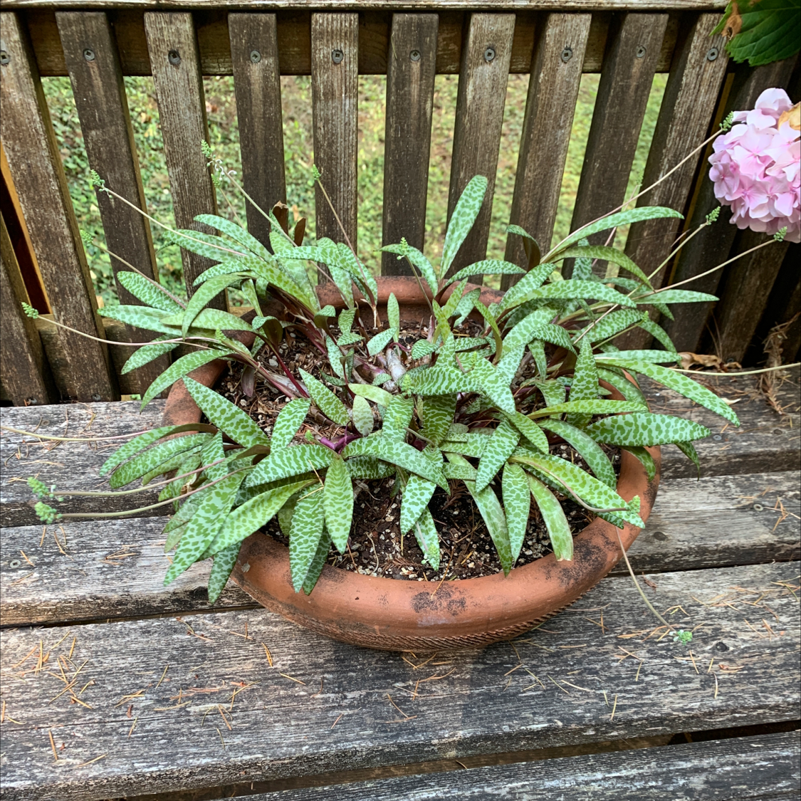 Photo of the plant species Silver Squill by @JessaBurra named Lede on Greg, the plant care app