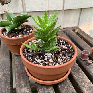 Tiger Tooth Aloe plant in Sandy, Oregon