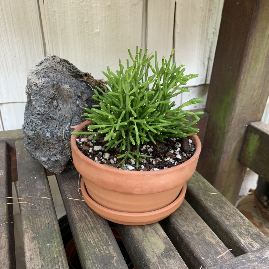 Potted Hairy Stemmed Rhipsalis plant with green cylindrical stems on a wooden surface.