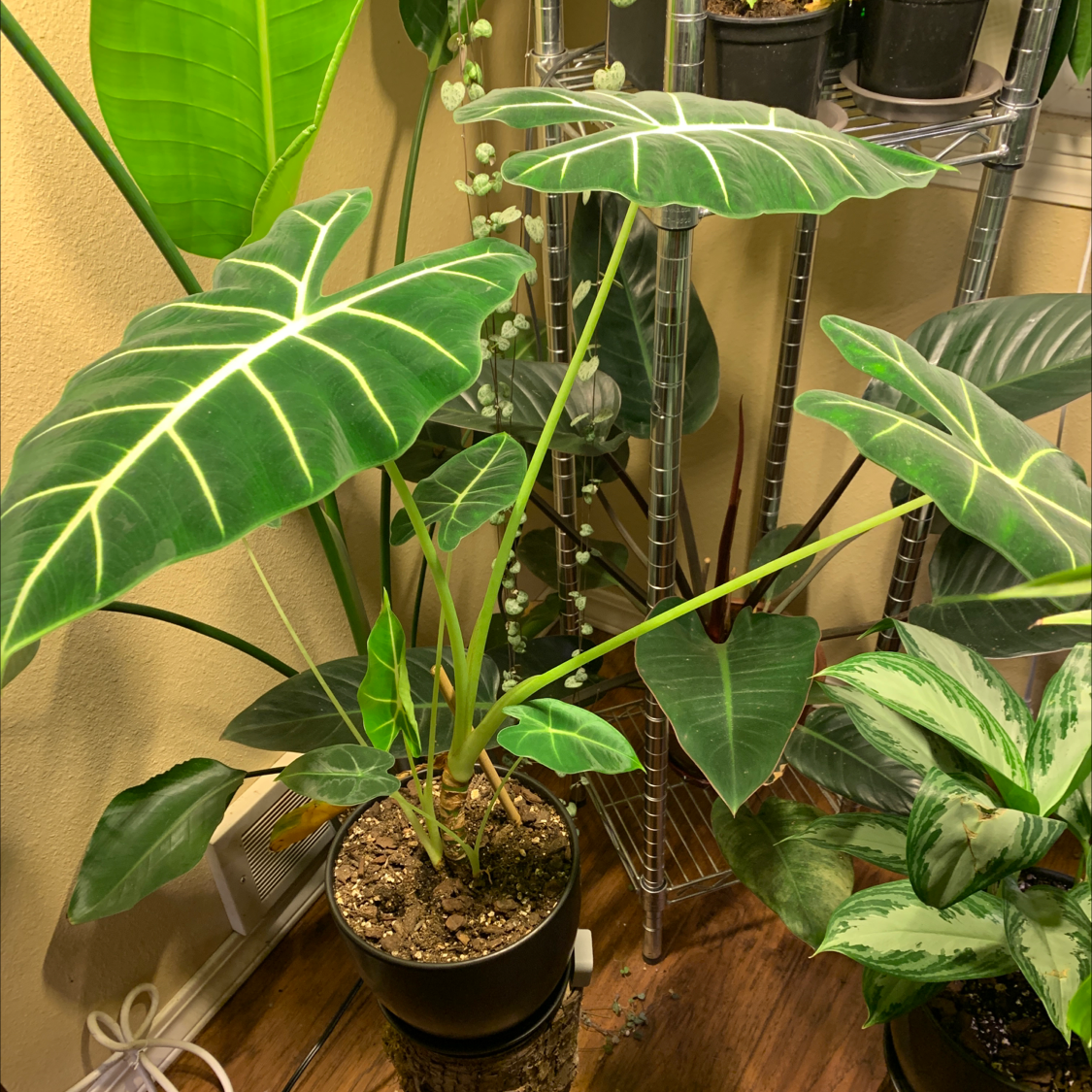 Green Velvet Alocasia plant with large, dark green leaves and visible soil.