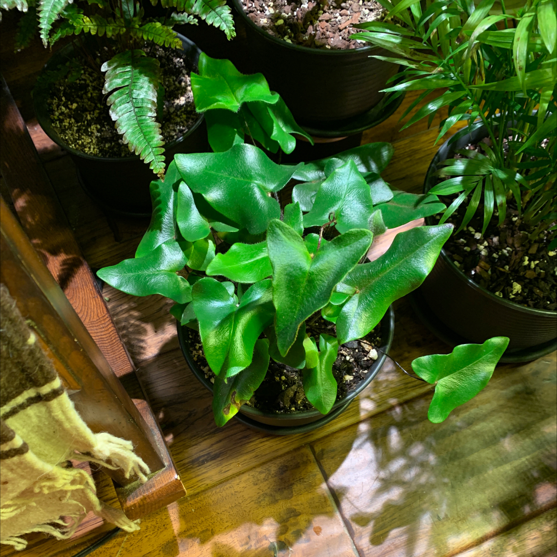 Healthy Heart Fern plant in a pot with vibrant green leaves, surrounded by other plants.