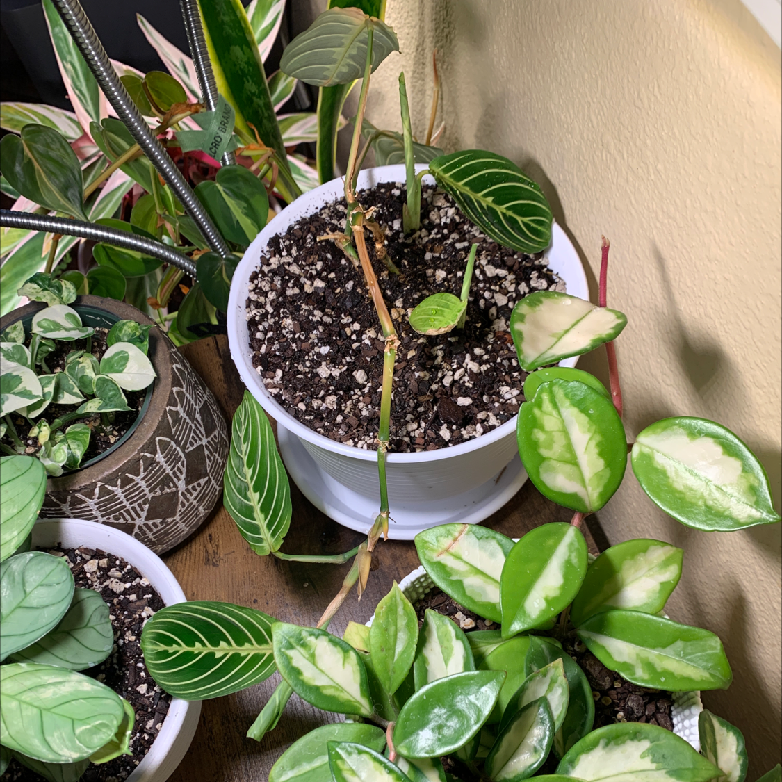 Lemon Lime Prayer Plant with visible soil and some yellowing and browning leaves, surrounded by other potted plants.