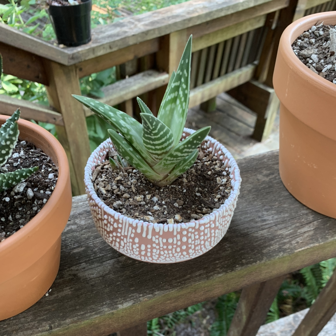 Tiger Aloe plant in a decorative pot with visible soil, well-framed and in focus.