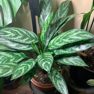 Chinese Evergreen plant in Sandy, Oregon