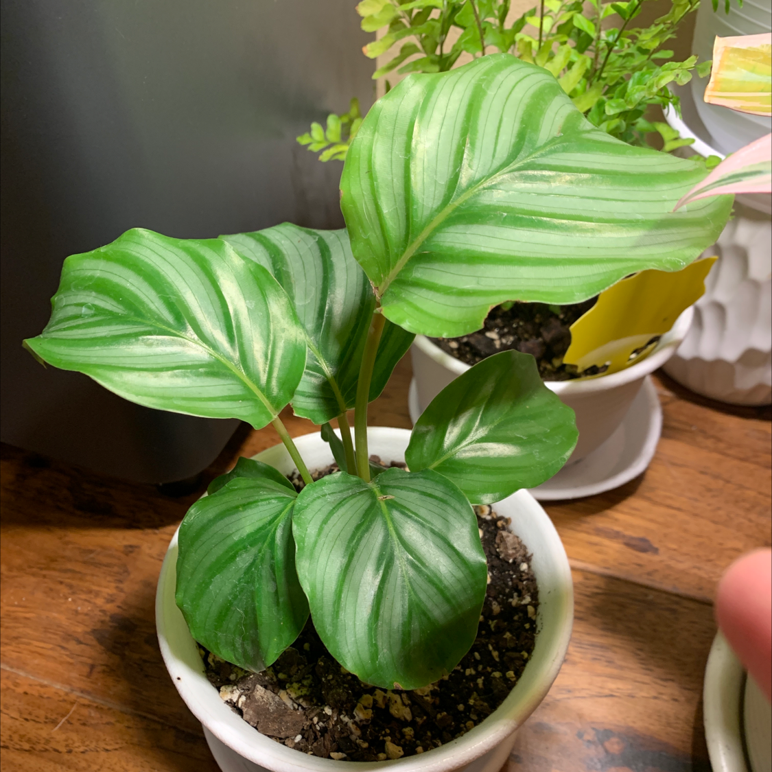 Healthy Calathea Orbifolia plant in a white pot with visible soil and green leaves.