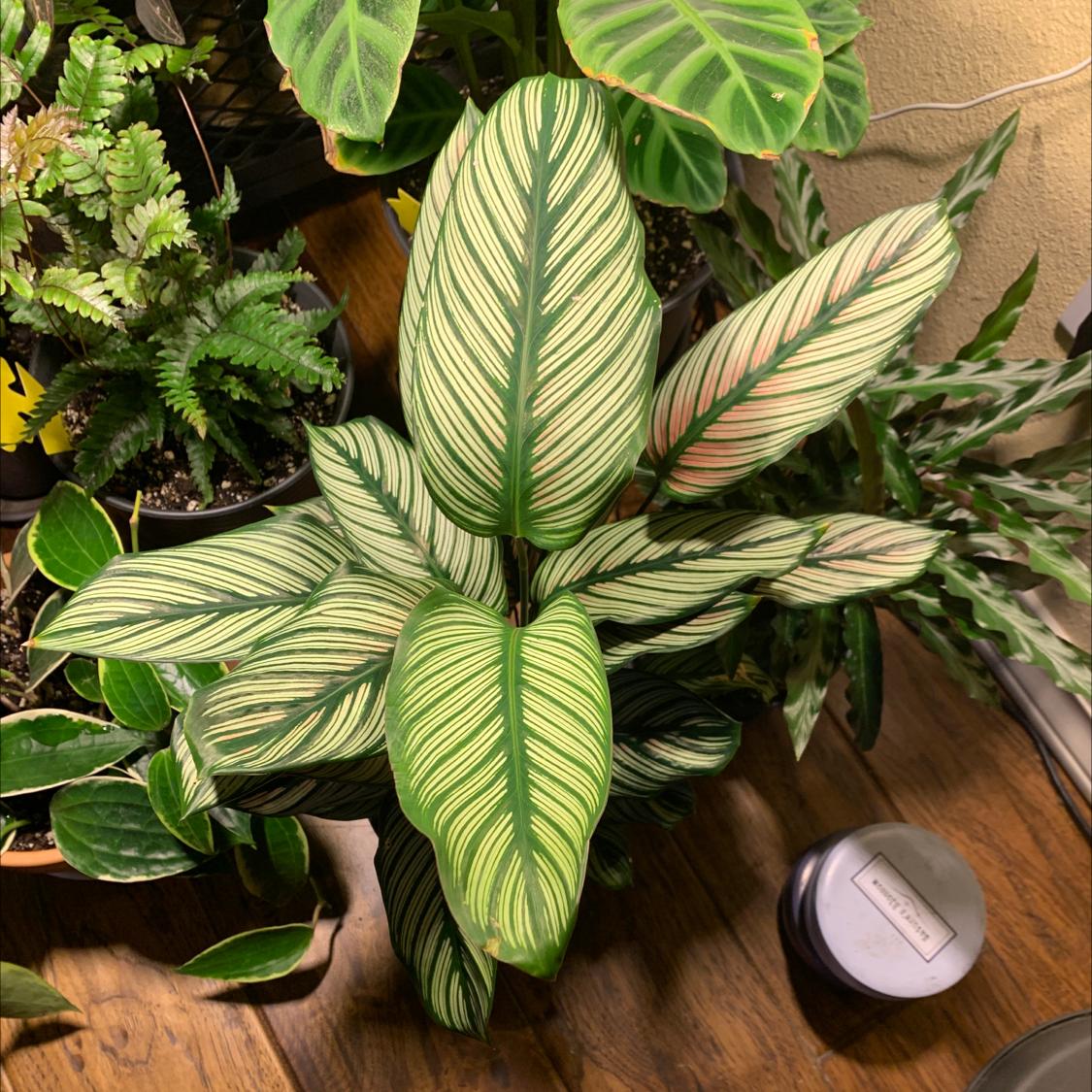 Goeppertia majestica plant with patterned leaves, surrounded by other plants.