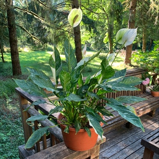 Peace Lily plant in Sandy, Oregon