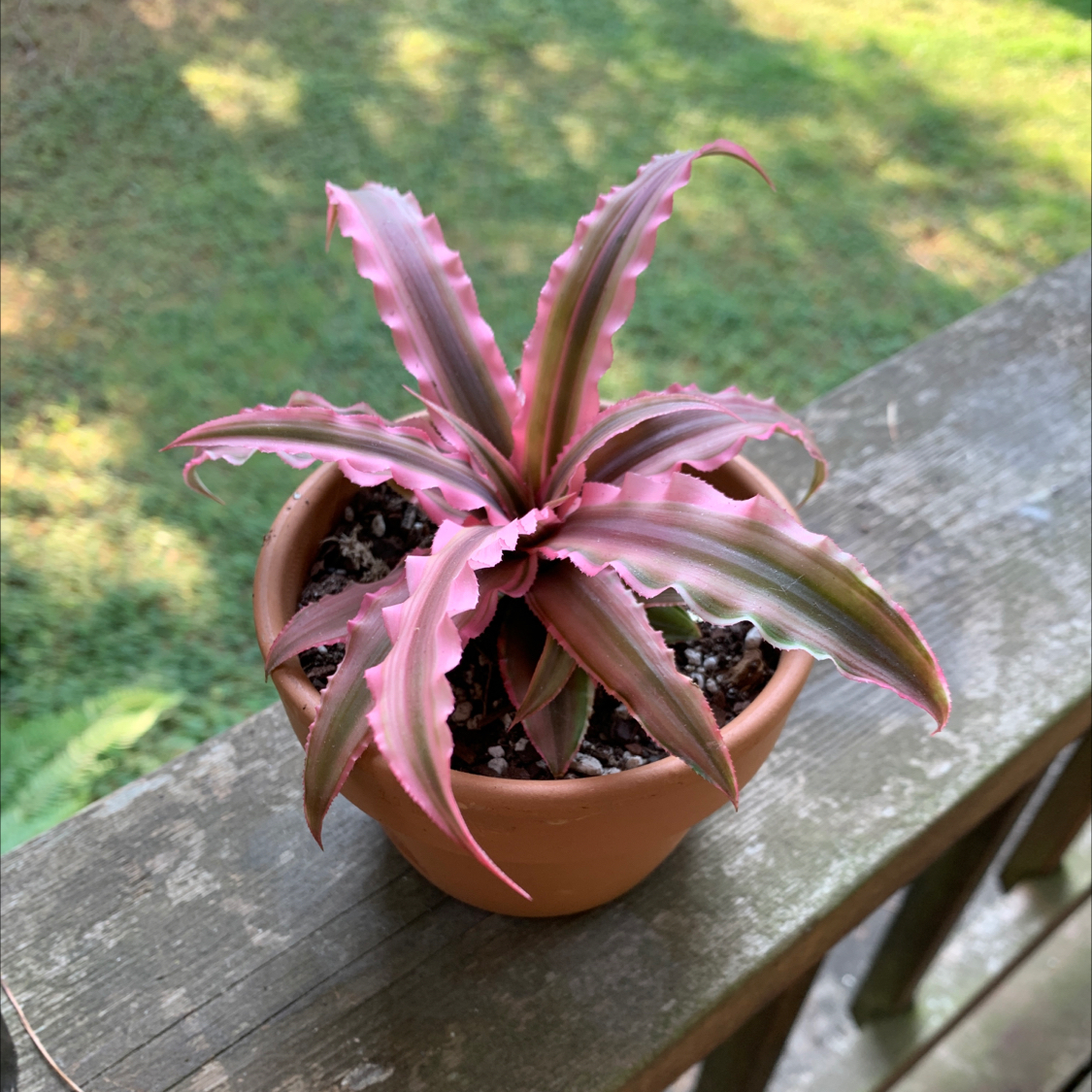 Potted Earth Stars plant with pink and green striped leaves on a wooden railing.