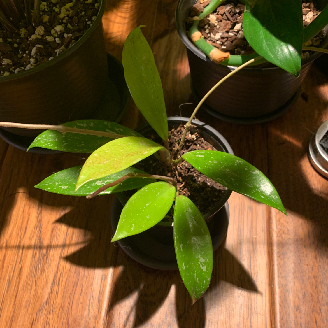 Hoya Pubicalyx plant in a pot with vibrant green leaves and visible soil.