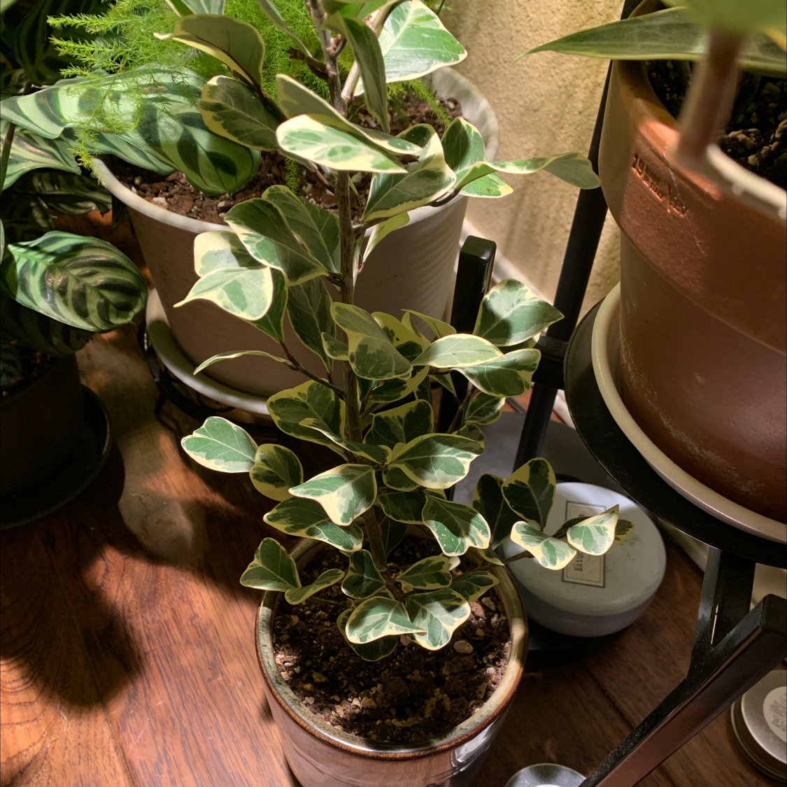 Photo of the plant species Ficus triangularis 'Variegata' by @JessaBurra named Charlie on Greg, the plant care app