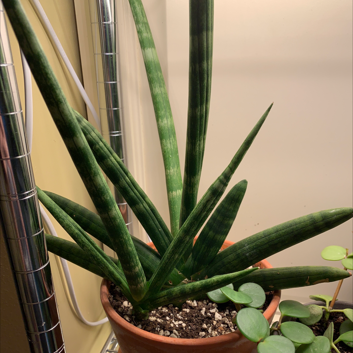 Starfish Snake Plant in a pot with visible soil, healthy leaves, and no signs of disease.