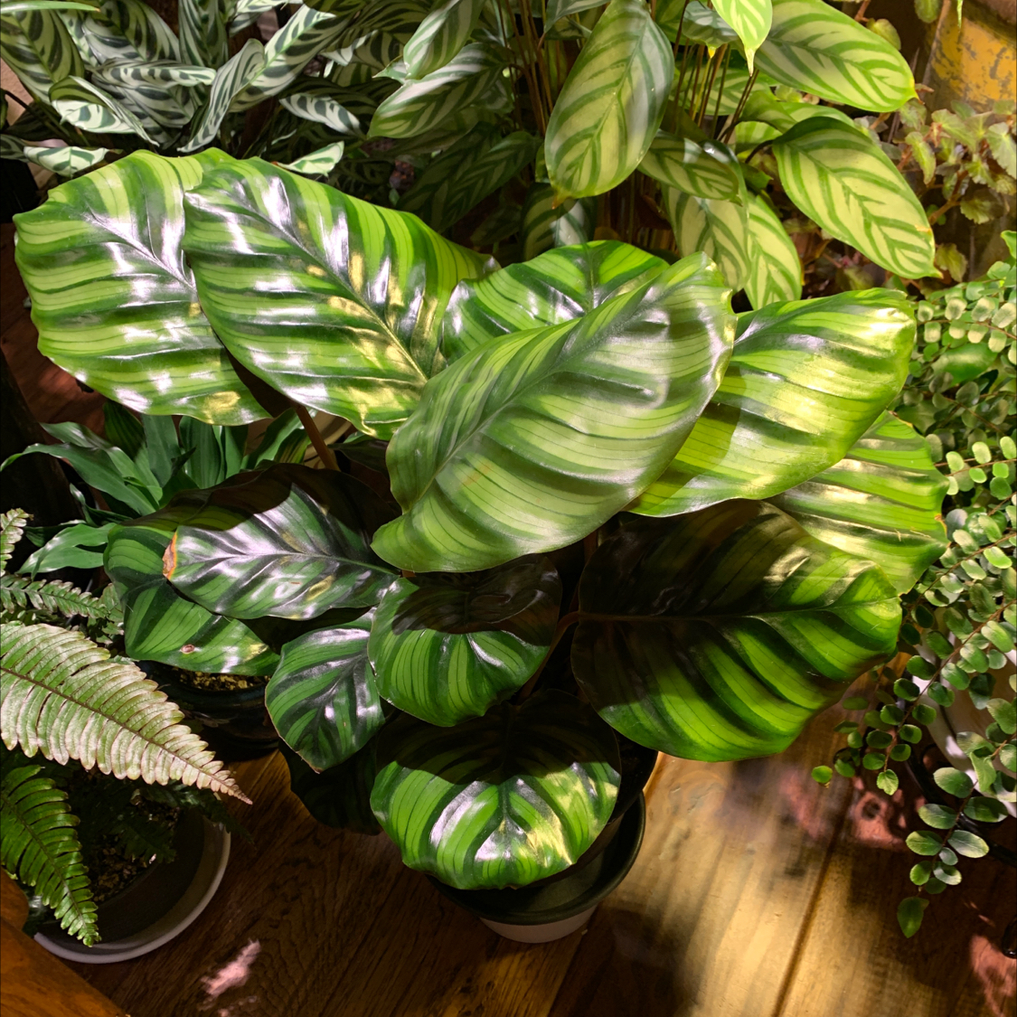 Photo of the plant species Calathea fasciata by @JessaBurra named Fasci on Greg, the plant care app