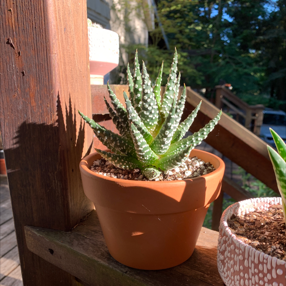 Haworthia Alba plant in a terracotta pot on a wooden surface with another plant in the background.
