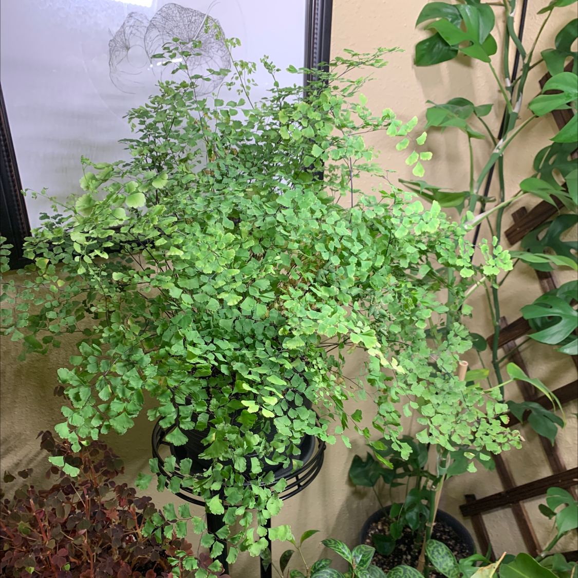 Pacific Maidenhair Fern with delicate, small green leaves, surrounded by other plants.