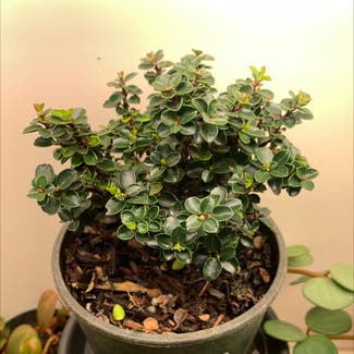 Box-leaved holly plant in Sandy, Oregon