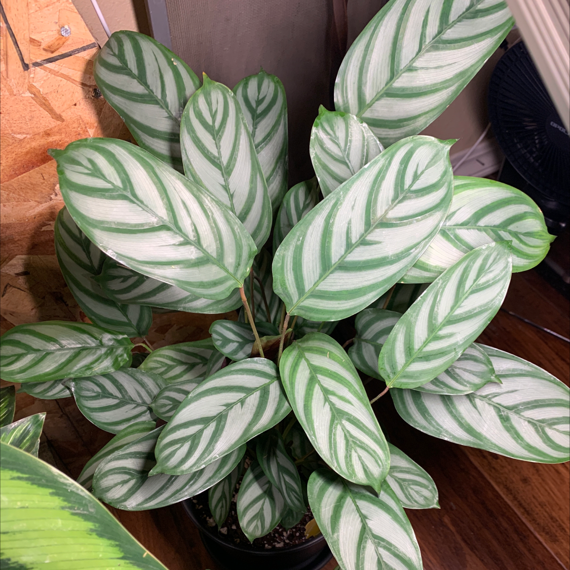 Healthy Never Never Ctenanthe plant with vibrant green and white patterned leaves.