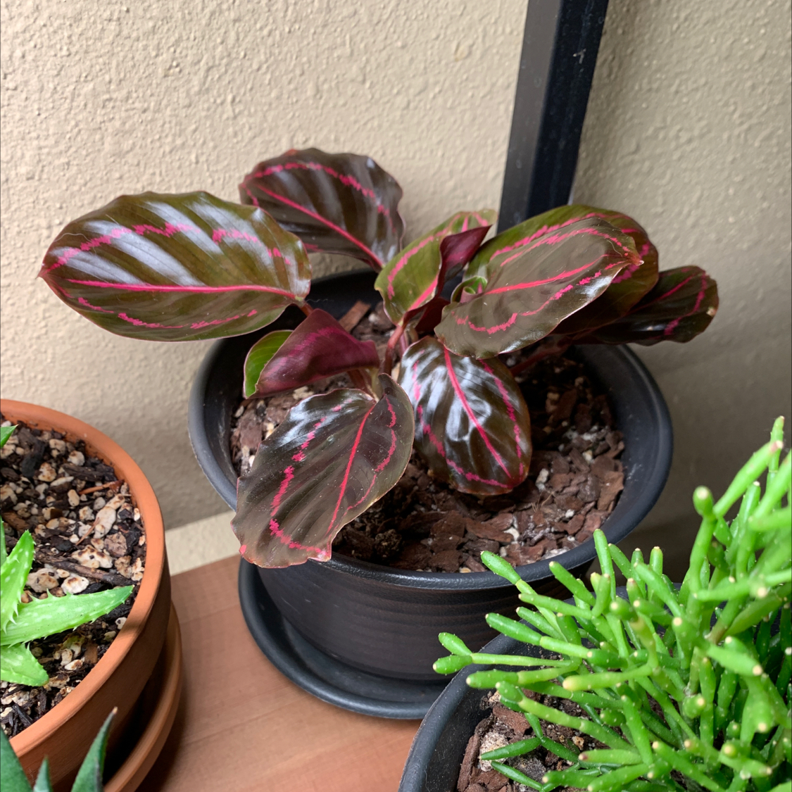 Prayer Plant Dottie in a black pot with dark green leaves and pink veins, soil visible.