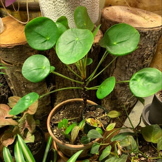 Chinese Money Plant plant in Sandy, Oregon