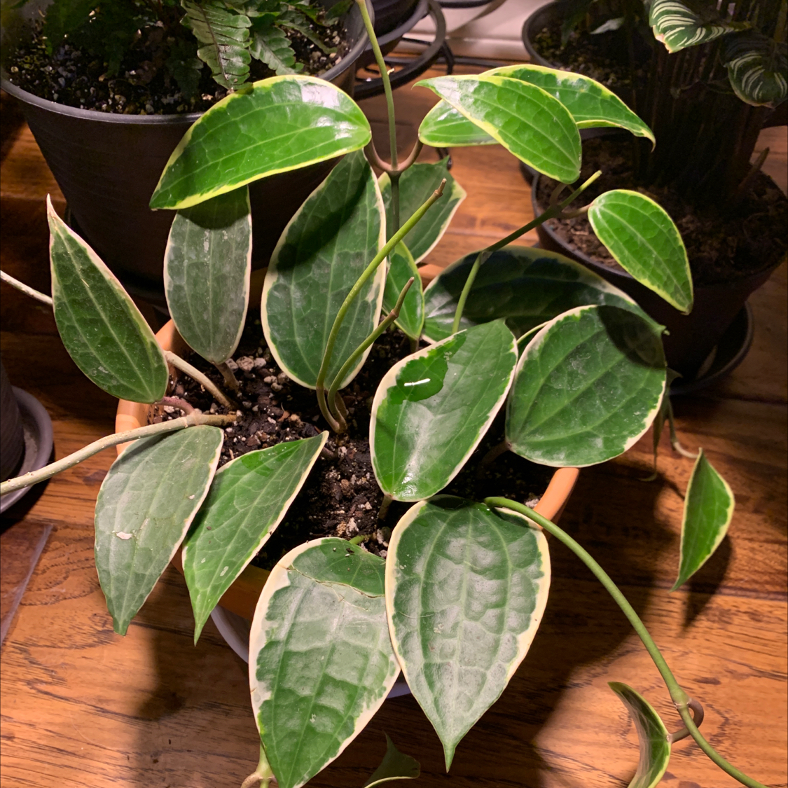 Hoya macrophylla 'Albomarginata' plant with variegated leaves in a pot.