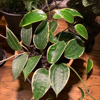 Hoya macrophylla 'Albomarginata' plant in Sandy, Oregon