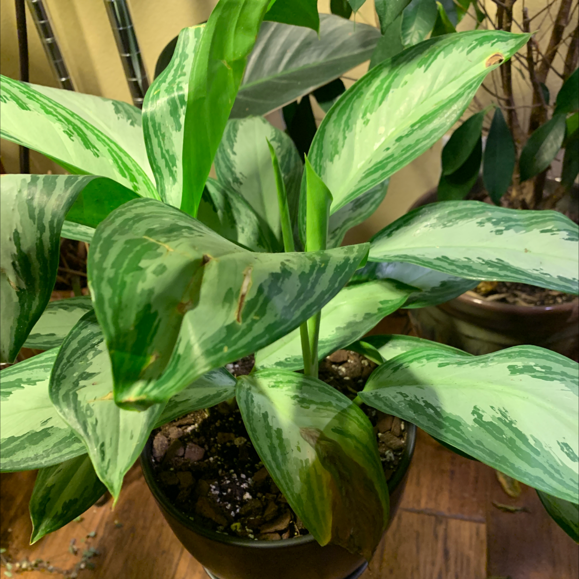 Chinese Evergreen plant photo by @JessaBurra named Silver Bay on Greg, the plant care app.
