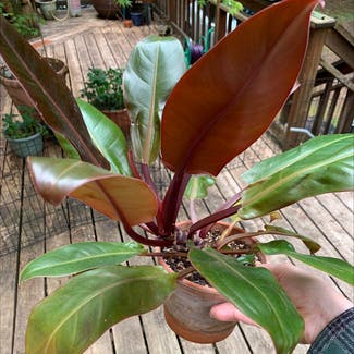 Philodendron Prince of Orange plant in Sandy, Oregon