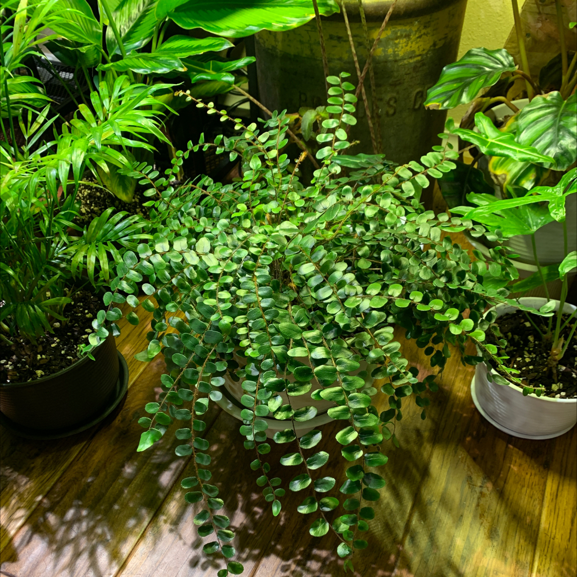 Pellaea rotundifolia plant photo by @JessaBurra named Benny on Greg, the plant care app.