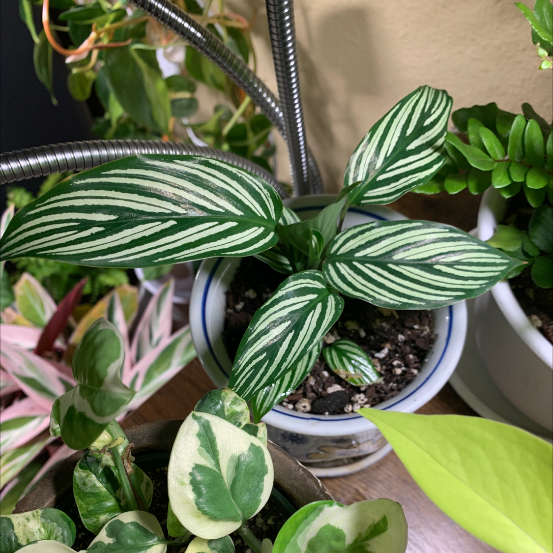 Calathea Vittata plant with green and white striped leaves in a small pot, surrounded by other plants.