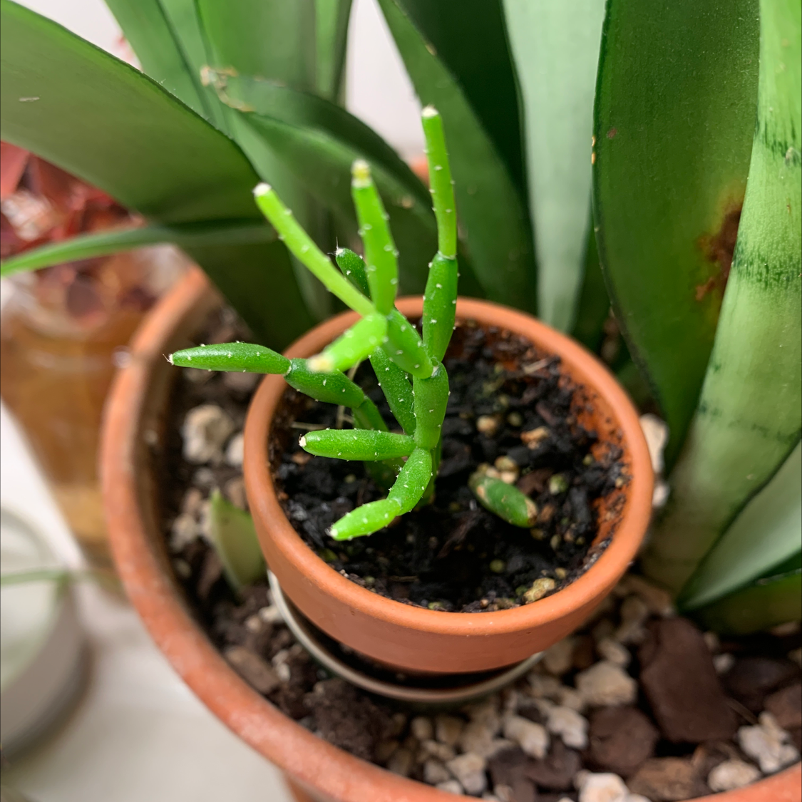 Small potted Hairy Stemmed Rhipsalis with green segmented stems and visible soil.
