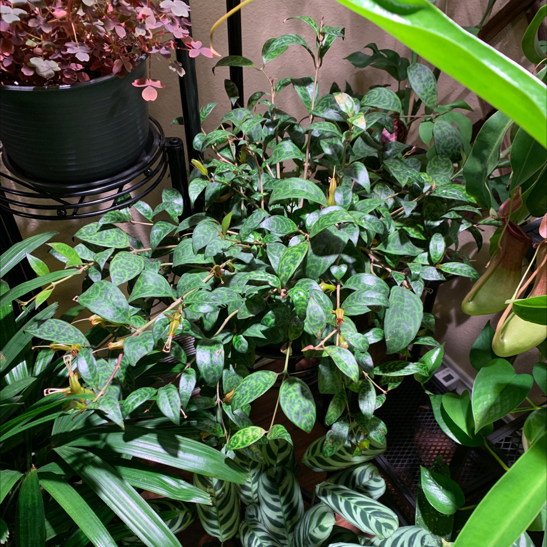 Black Pagoda Lipstick Plant with vibrant green leaves among other plants.