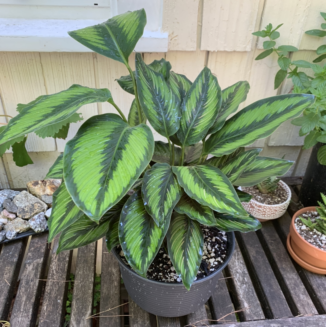Calathea 'Beauty Star' plant in a pot with vibrant green patterned leaves.