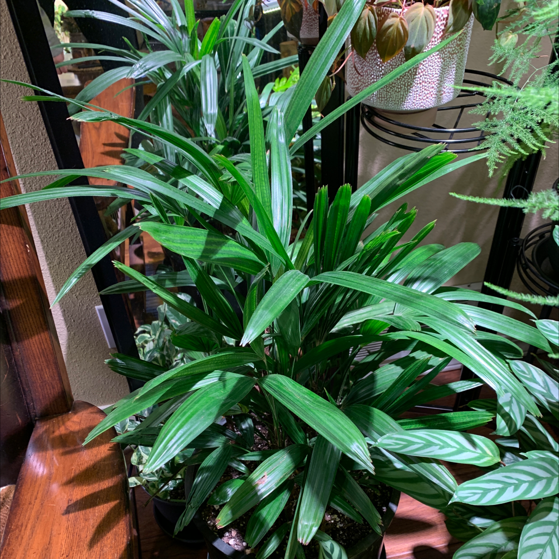 Closeup view of a healthy Rhapis Palm plant with bright green, glossy, fan-shaped leaves densely clustered on multiple stems.