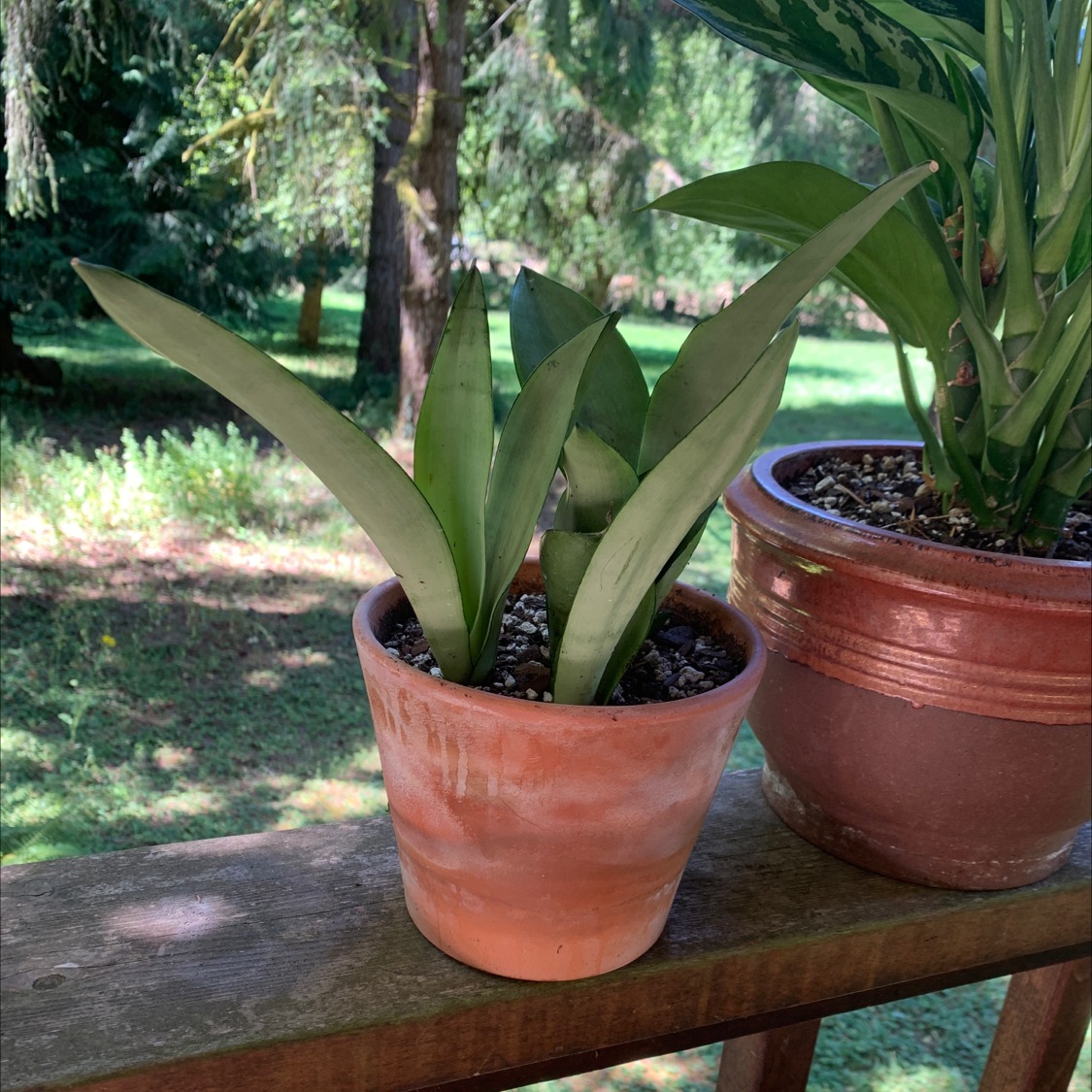 Potted Silver Snake Plant on a wooden surface outdoors with another plant in the background.