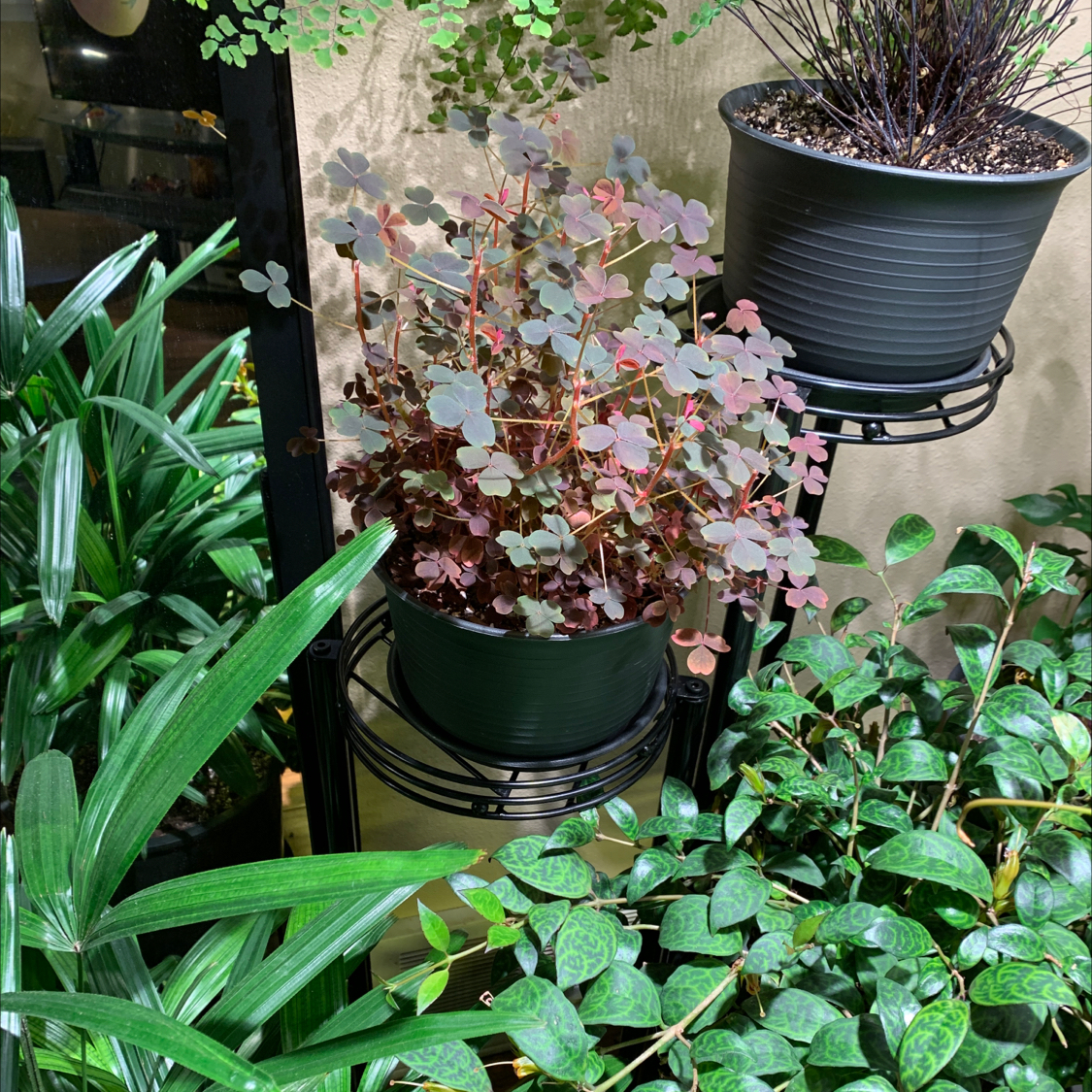 Potted Creeping Woodsorrel surrounded by other plants, soil visible, healthy appearance.