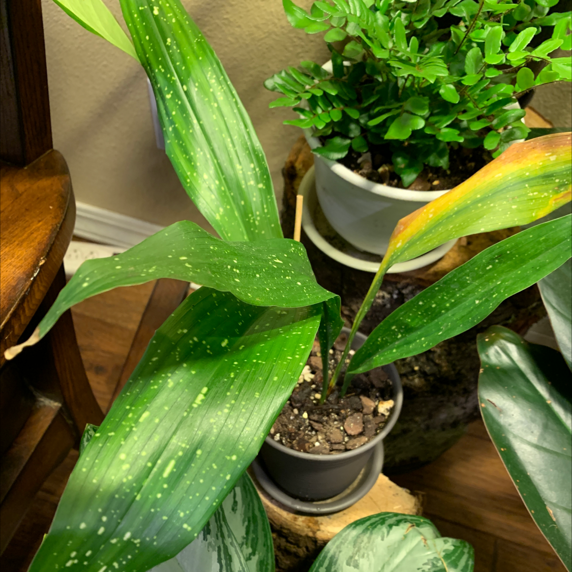 Cast Iron Plant with green leaves, some yellowing and browning at tips, potted with visible soil.