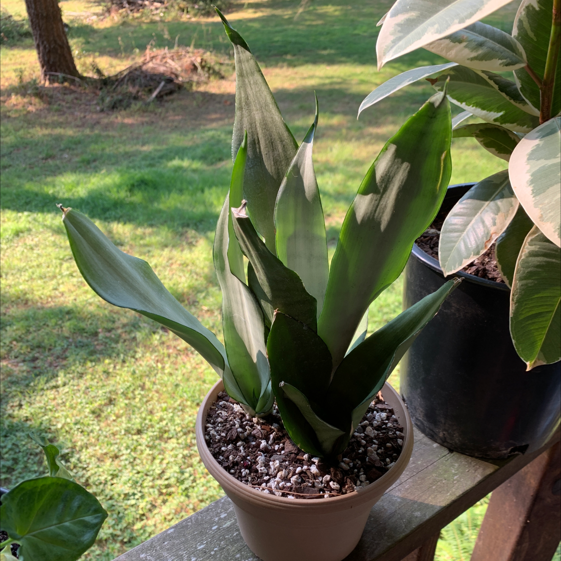 Silver Snake Plant in a pot on a wooden surface, with healthy, upright leaves.