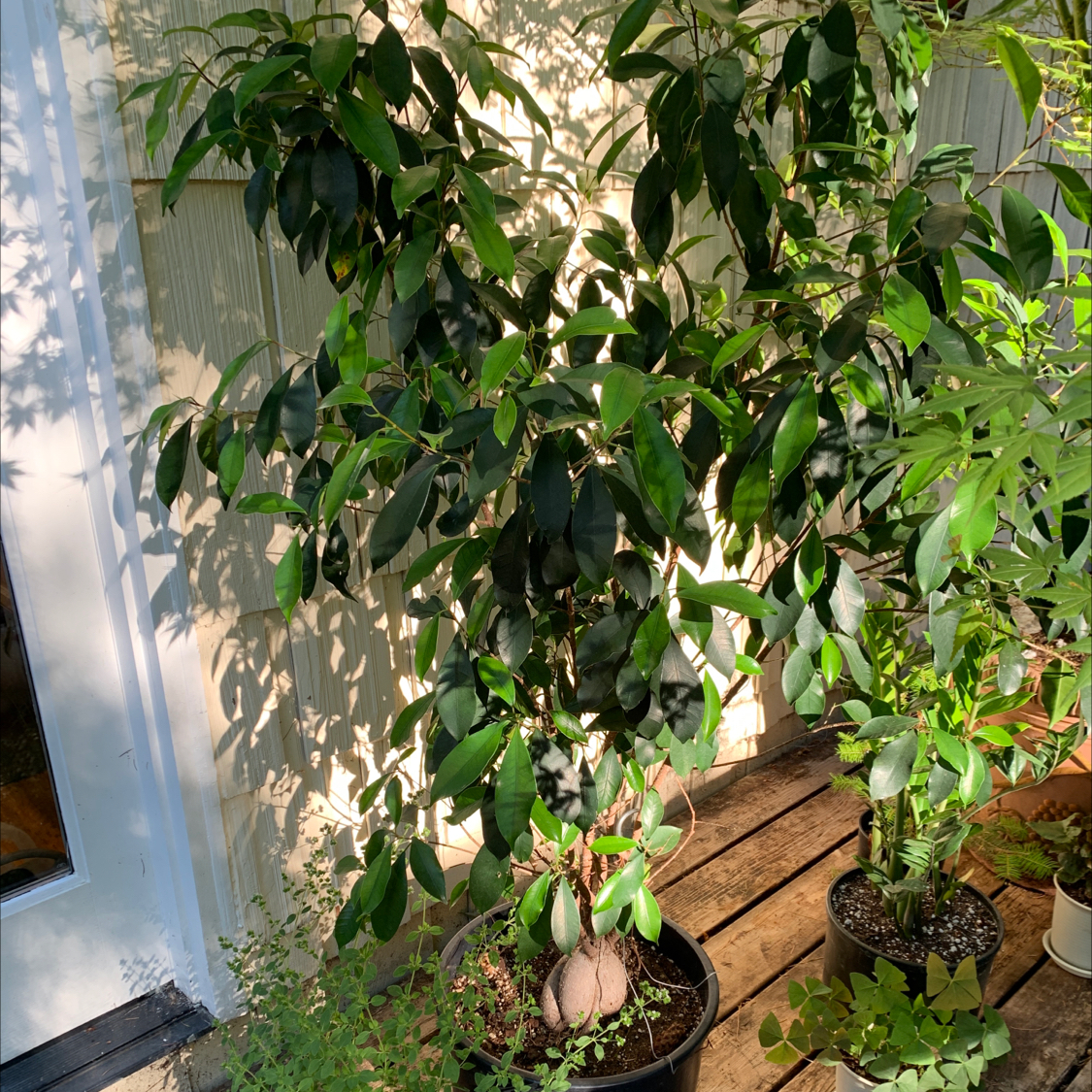 Ficus Ginseng plant photo by @JessaBurra named Old Yeller on Greg, the plant care app.