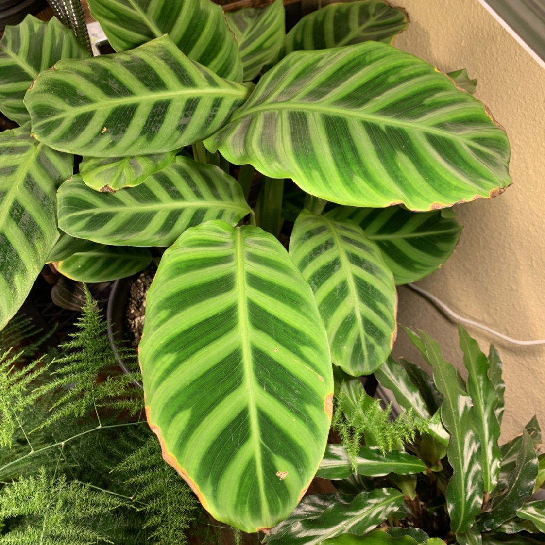 Zebra Calathea plant with green and light green striped leaves, slight browning on edges.