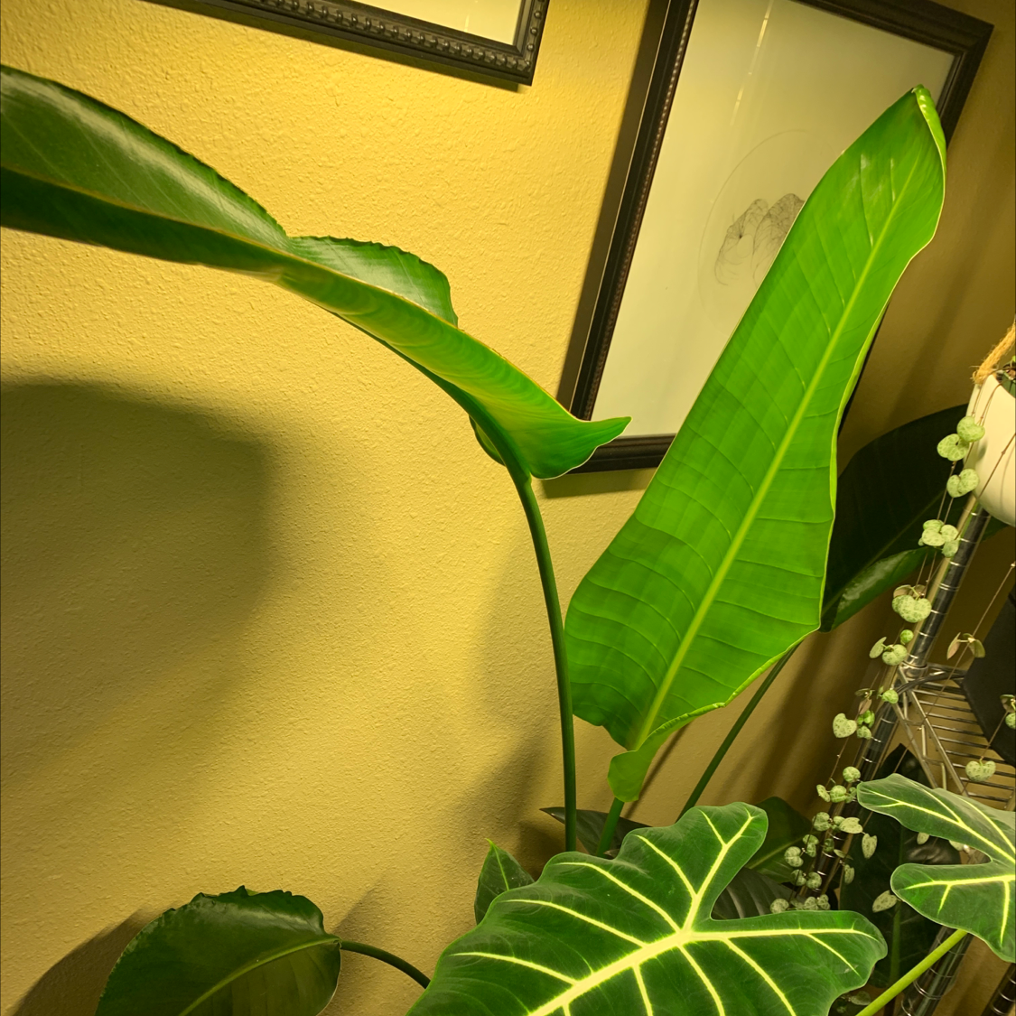 White Bird of Paradise plant photo by @JessaBurra named Birdie on Greg, the plant care app.