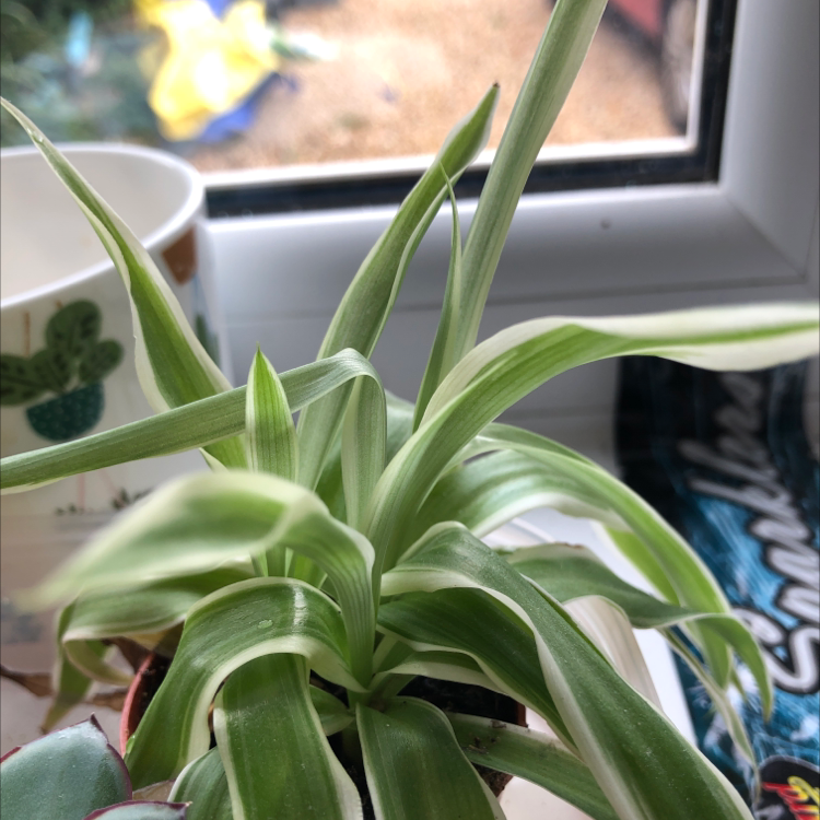 Spider Plant plant photo by @Positivpoppy named Cleopatra on Greg, the plant care app.