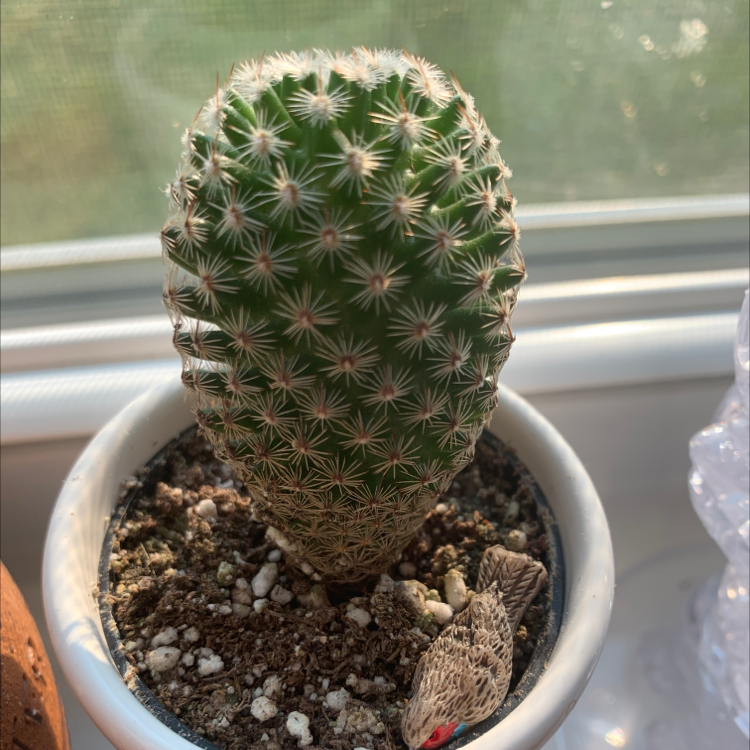 Comb Hedgehog Cactus in a small pot with visible soil, appears healthy.