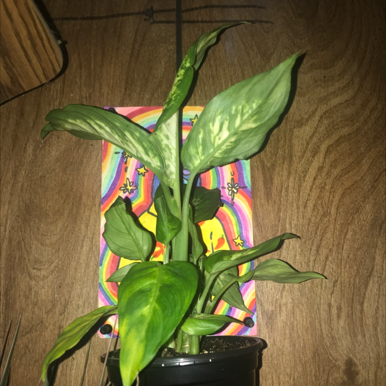 Dieffenbachia plant photo by @Jojosplants named Aria on Greg, the plant care app.