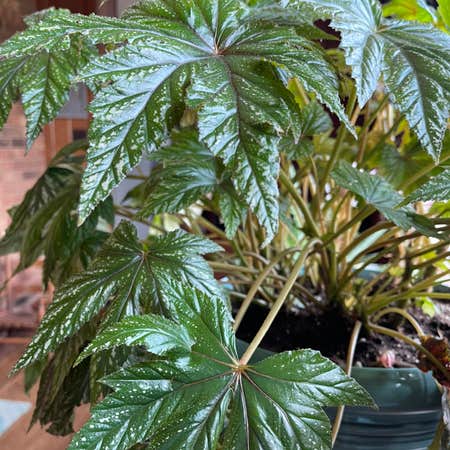 Photo of the plant species Begonia 'Gryphon' by Ashleysoasis1 named Mona Lisa on Greg, the plant care app