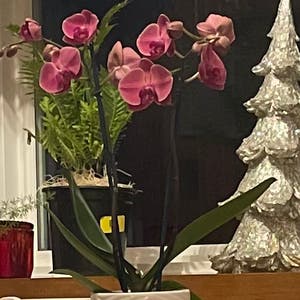 Phalaenopsis Orchid plant photo by Ashleysoasis1 named Darla on Greg, the plant care app.