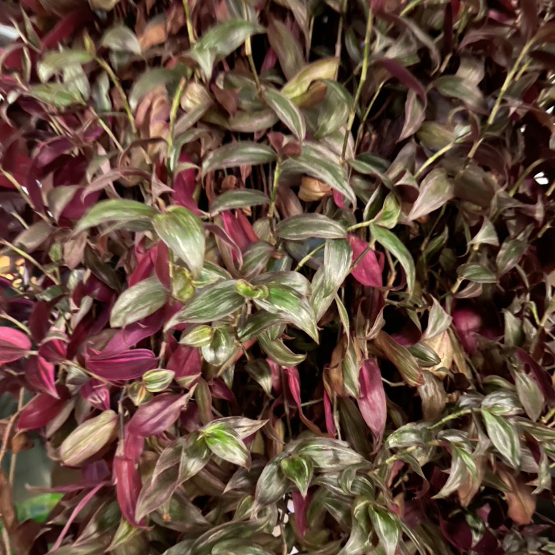 Wandering Dude 'Burgundy' plant photo by @AshleysOasis1 named Jewel on Greg, the plant care app.