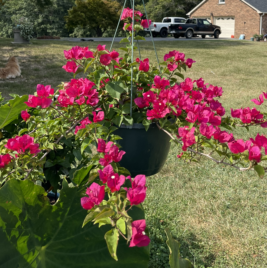 Photo of the plant species Lesser Bougainvillea by @AshleysOasis1 named Athena on Greg, the plant care app