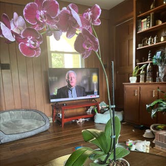 Phalaenopsis Orchid plant in Belews Creek, North Carolina