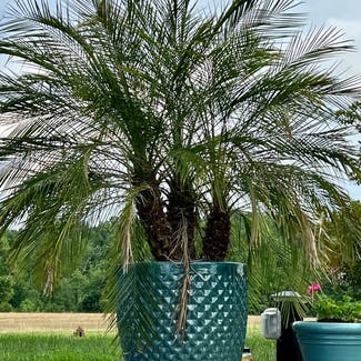 Pygmy Date Palm plant in Belews Creek, North Carolina