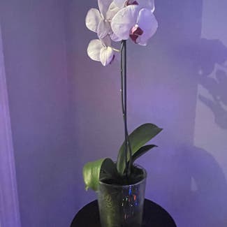 phalaenopsis orchid plant in Belews Creek, North Carolina