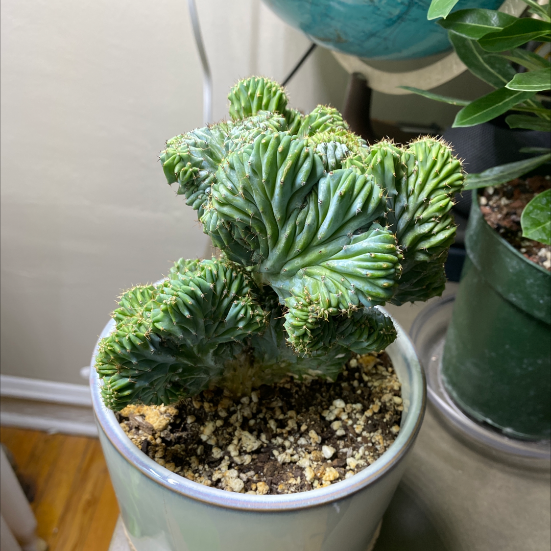 Crested Blue Flame plant in a pot with visible soil, well-framed and in focus.